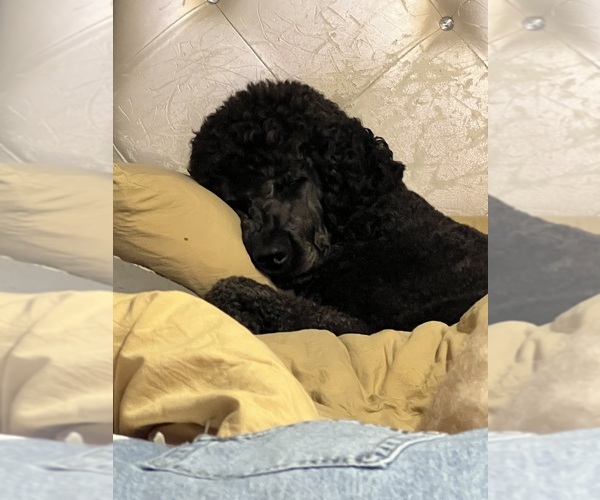 Medium Photo #6 Goldendoodle Breeder Profile in GIBSONTON, FL, USA