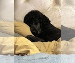 Small Photo #6 Goldendoodle Breeder Profile in GIBSONTON, FL, USA