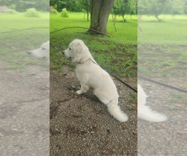 Medium Photo #2 Goldendoodle Breeder Profile in RICHMOND, MO, USA