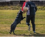 Small Photo #11 German Shepherd Dog Breeder Profile in LAKE ELSINORE, CA, USA