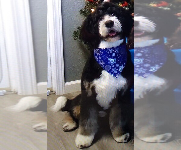 Medium Photo #1 Bernedoodle Breeder Profile in BONNERS FERRY, ID, USA