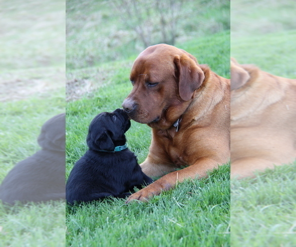 Medium Photo #2 Labrador Retriever Breeder Profile in HYDE PARK, VT, USA