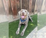 Small Photo #4 Labrador Retriever Breeder Profile in MODESTO, CA, USA