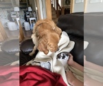 Small Photo #7 Golden Retriever Breeder Profile in ROCHESTER, MN, USA