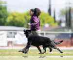 Small Photo #3 German Shepherd Dog Breeder Profile in LAKE ELSINORE, CA, USA
