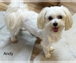 Small Photo #2 Cav-A-Malt Breeder Profile in LIBERTY, MS, USA