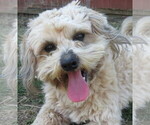 Small Photo #1 Shih-Poo Breeder Profile in DONGOLA, IL, USA