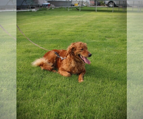 Medium Photo #4 Golden Retriever Breeder Profile in BAYARD, NE, USA