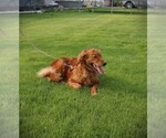 Small Photo #4 Golden Retriever Breeder Profile in BAYARD, NE, USA