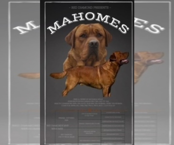 Medium Photo #3 Labrador Retriever Breeder Profile in BLUFF DALE, TX, USA