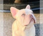 Small Photo #2 French Bulldog Breeder Profile in HIGHLAND VILL, TX, USA