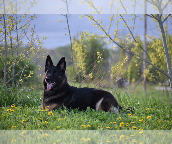 Medium Photo #2 German Shepherd Dog Breeder Profile in FORT PLAIN, NY, USA