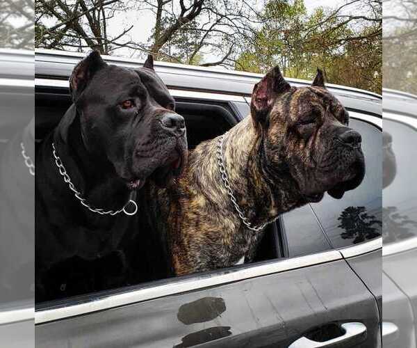 Medium Photo #14 Cane Corso Breeder Profile in BEAVERDAM, VA, USA