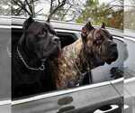 Small Photo #14 Cane Corso Breeder Profile in BEAVERDAM, VA, USA