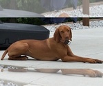 Small Photo #4 Vizsla Breeder Profile in ROYSTON, GA, USA