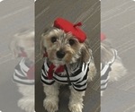 Small Photo #2 Morkie Breeder Profile in CHICAGO, IL, USA