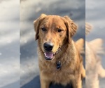 Small Photo #1 Golden Retriever Breeder Profile in SHINGLE SPRINGS, CA, USA