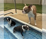 Small Photo #10 Boston Terrier Breeder Profile in HOWELL, NJ, USA
