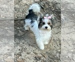 Small Photo #6 Yorkshire Terrier Breeder Profile in KEITHVILLE, LA, USA