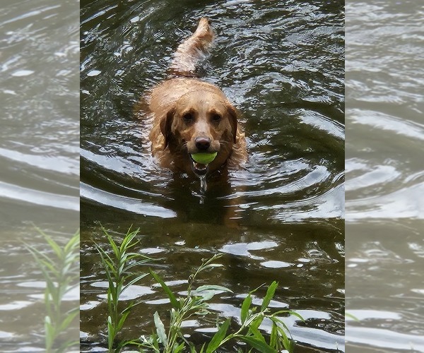 Medium Photo #1 Labrador Retriever Breeder Profile in BUFFALO, NY, USA