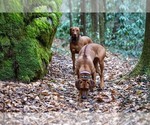 Small Photo #13 Rhodesian Ridgeback Breeder Profile in ONEIDA, TN, USA