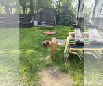 Small Photo #4 Boxer Breeder Profile in LANSING, MI, USA