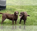 Small Photo #1 Labrador Retriever Breeder Profile in WAUSEON, OH, USA