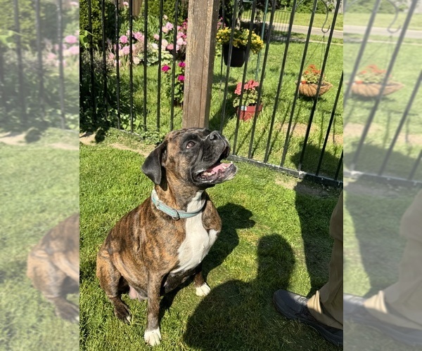 Medium Photo #1 Boxer Breeder Profile in LANSING, MI, USA