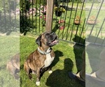 Small Photo #2 Boxer Breeder Profile in LANSING, MI, USA