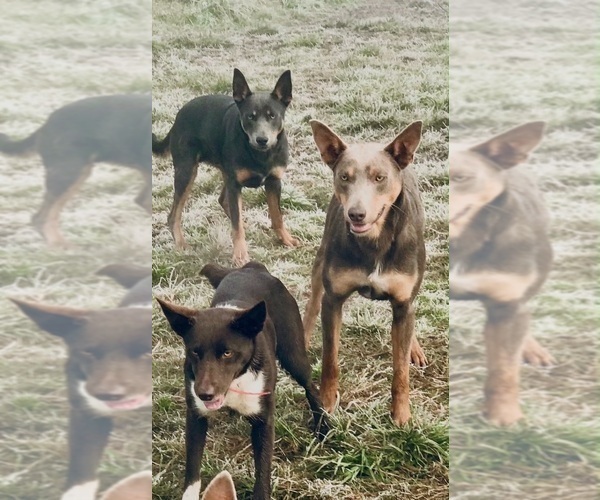 Medium Photo #2 Australian Kelpie Breeder Profile in CAMAS, WA, USA