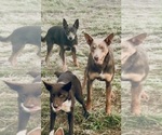Small Photo #2 Australian Kelpie Breeder Profile in CAMAS, WA, USA