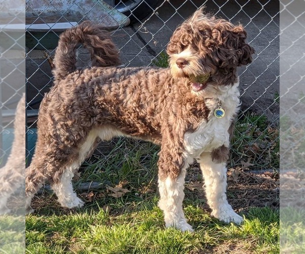 Medium Photo #3 Portuguese Water Dog Breeder Profile in DES MOINES, IA, USA