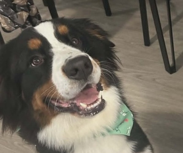 Medium Photo #1 Bernese Mountain Dog Breeder Profile in OOLTEWAH, TN, USA