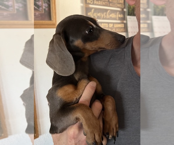 Medium Photo #1 Dachshund Breeder Profile in COLORADO SPRINGS, CO, USA
