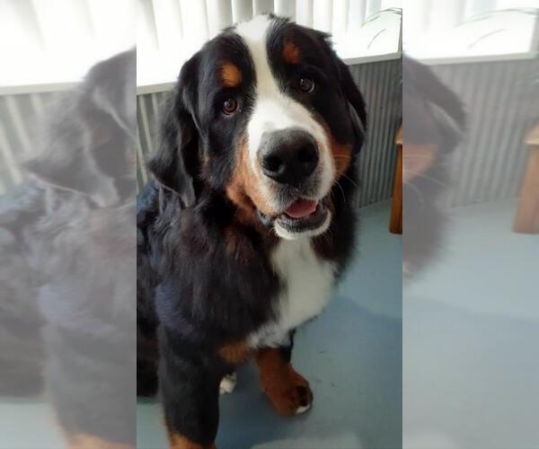 Medium Photo #2 Bernese Mountain Dog Breeder Profile in BAYARD, NE, USA