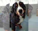Small Photo #2 Bernese Mountain Dog Breeder Profile in BAYARD, NE, USA
