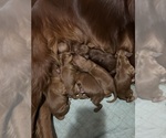 Small Photo #3 Irish Setter Breeder Profile in CLEVELAND, TN, USA