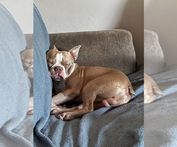 Medium Photo #5 Boston Terrier Breeder Profile in HOWELL, NJ, USA