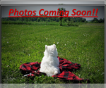 Small Photo #3 Samoyed Breeder Profile in THORP, WI, USA