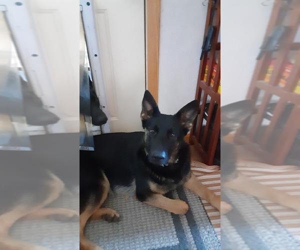 Medium Photo #2 German Shepherd Dog Breeder Profile in MOUNTAIN LAKE, MN, USA