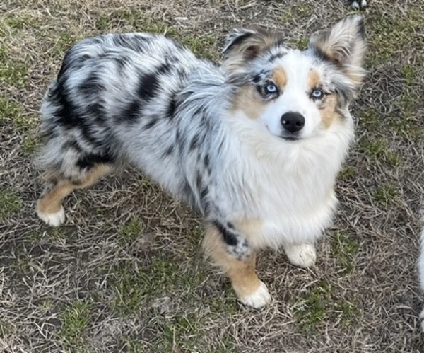 Medium Photo #1 Miniature Australian Shepherd Breeder Profile in TERRELL, TX, USA