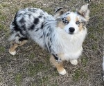 Small Photo #2 Miniature Australian Shepherd Breeder Profile in TERRELL, TX, USA