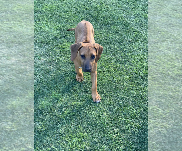 Medium Photo #13 Rhodesian Ridgeback Breeder Profile in RIVERSIDE, CA, USA