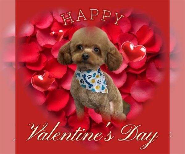 Medium Photo #1 Poodle (Toy) Breeder Profile in MADERA, CA, USA