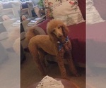 Small Photo #3 Goldendoodle Breeder Profile in RICHMOND, MO, USA