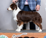 Small Photo #1 Miniature American Shepherd Breeder Profile in FRESNO, CA, USA