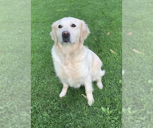 Medium Photo #1 English Cream Golden Retriever Breeder Profile in MARSHFIELD, WI, USA
