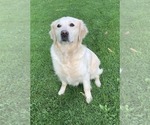Small Photo #4 English Cream Golden Retriever Breeder Profile in MARSHFIELD, WI, USA
