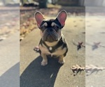 Small Photo #4 French Bulldog Breeder Profile in GREENVILLE, SC, USA