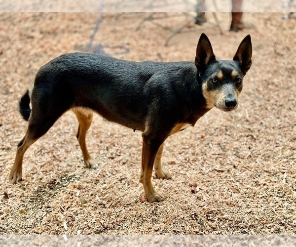 Medium Photo #5 Australian Kelpie Breeder Profile in CAMAS, WA, USA